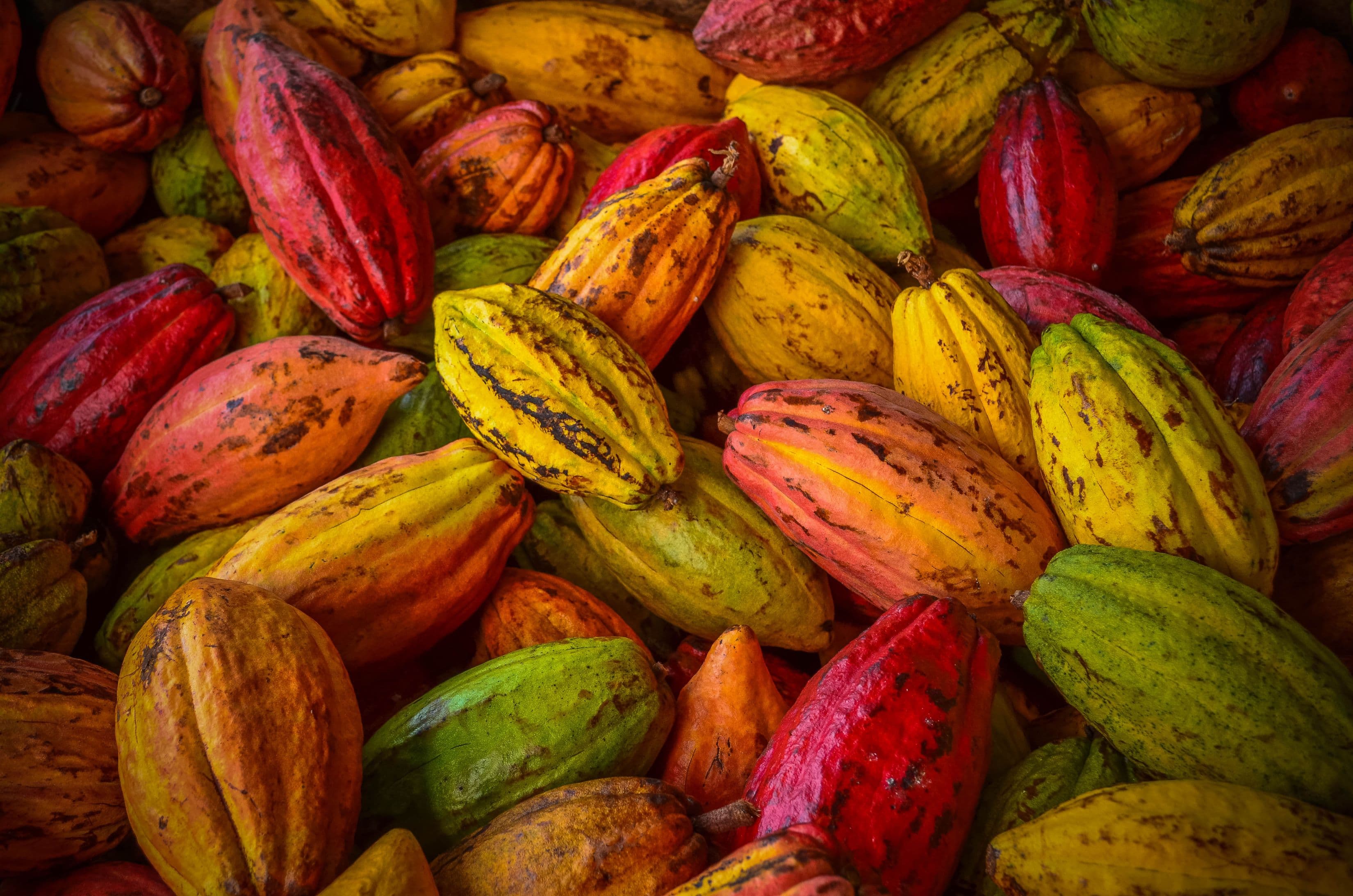 Single Origin Chocolate